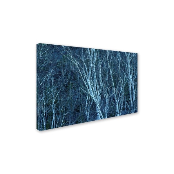 Robert K Jones 'Birch 2' Canvas Art,30x47